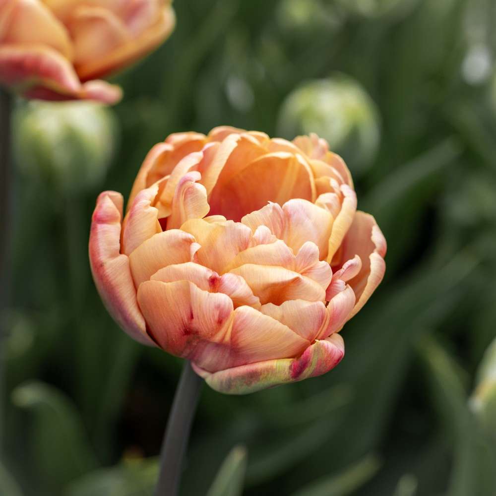 Tulppaani 'La Belle Époque'